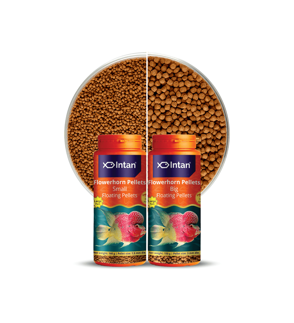 Intan - Flower Horn Pellets (Small)