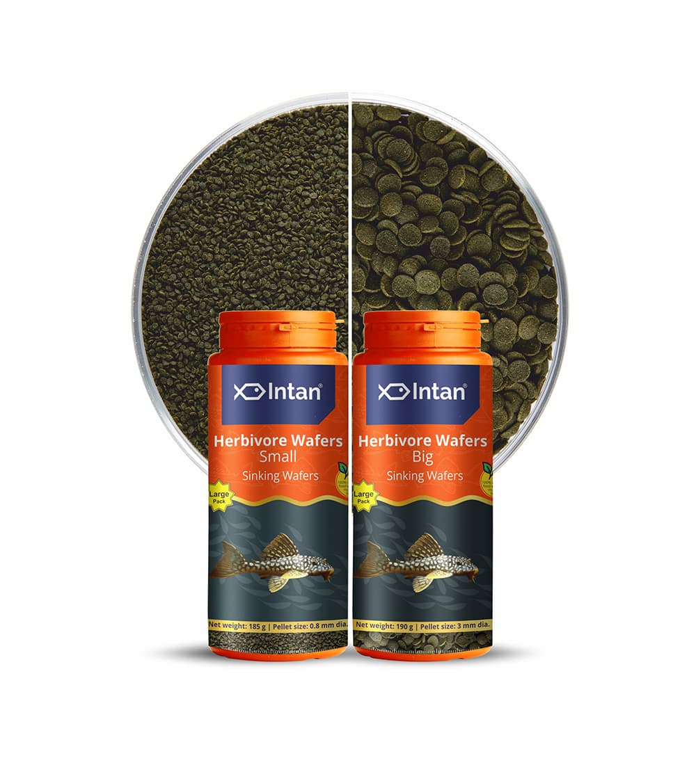 Intan - Herbivore Wafers (Small)