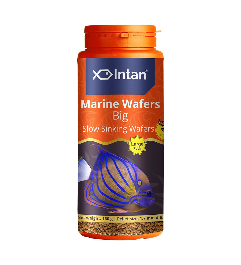Intan - Marine Wafers (Small) - Image 2