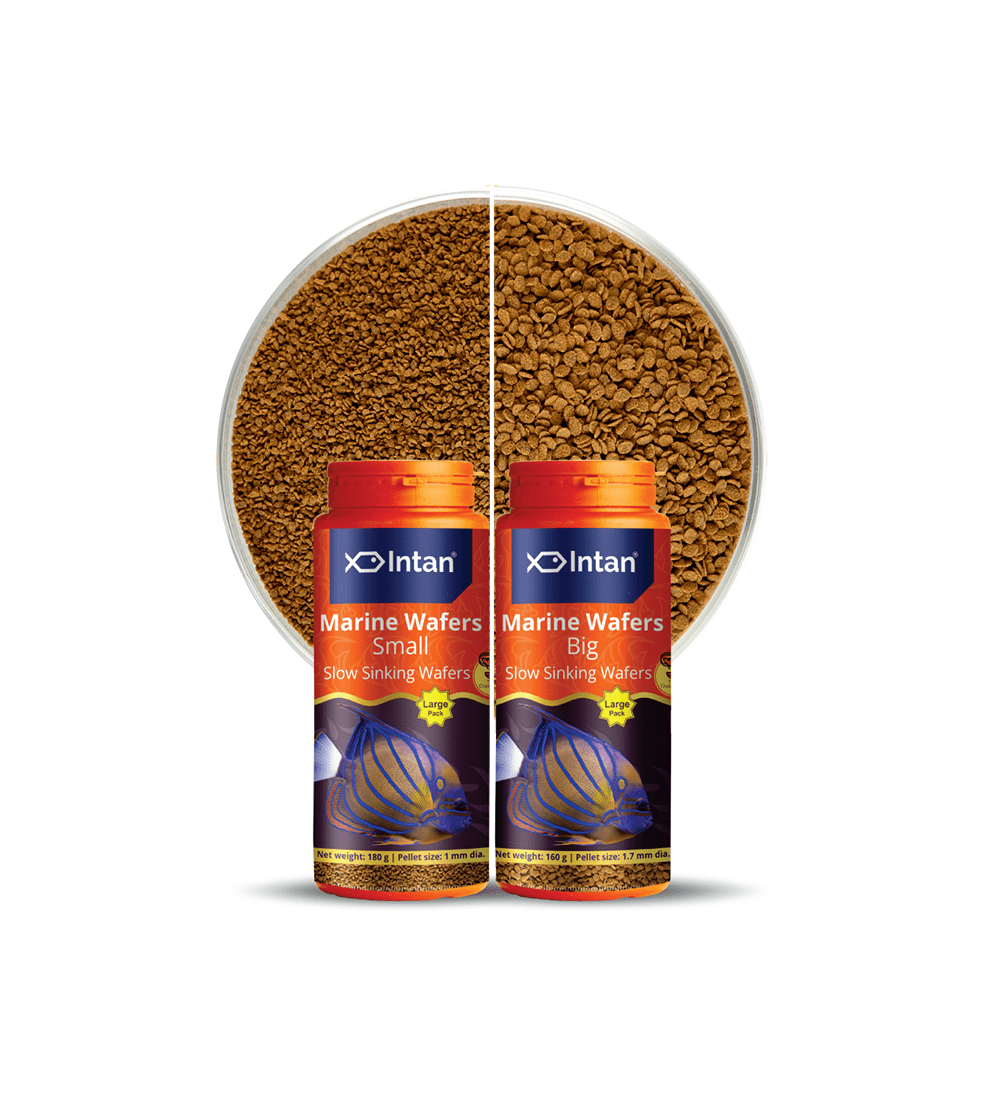 Intan - Marine Wafers (Small)