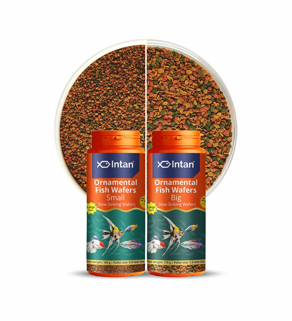 Intan - Ornamental Fish Wafers (Small)